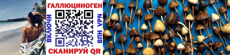 Псилоцибиновые грибы Cubensis цена наркотик это формула Малгобек